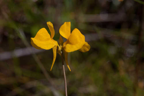 Utricularia cornuta #2